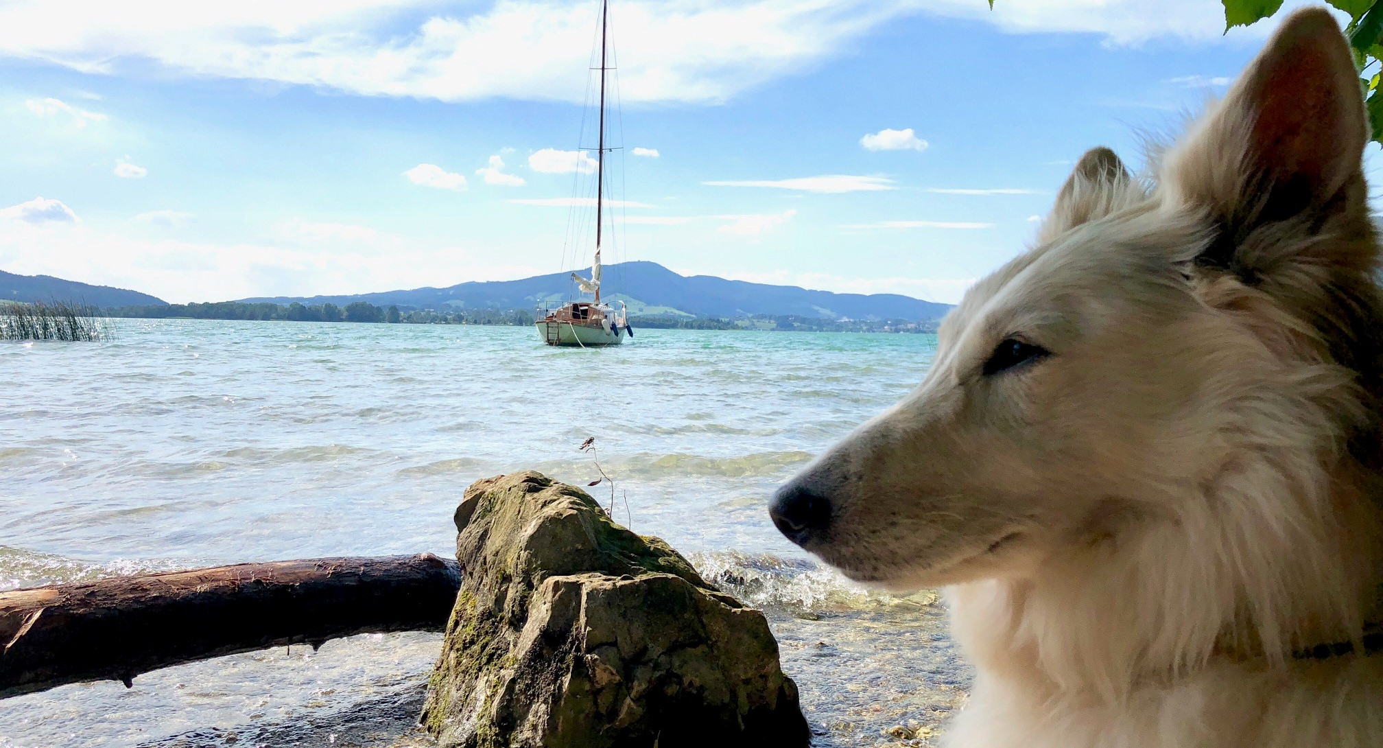 Ein weißer Hund am Seeufer im Urlaub mit Hund im Salzkammergut