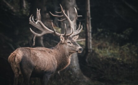 Wildtage 16. - 25. Oktober