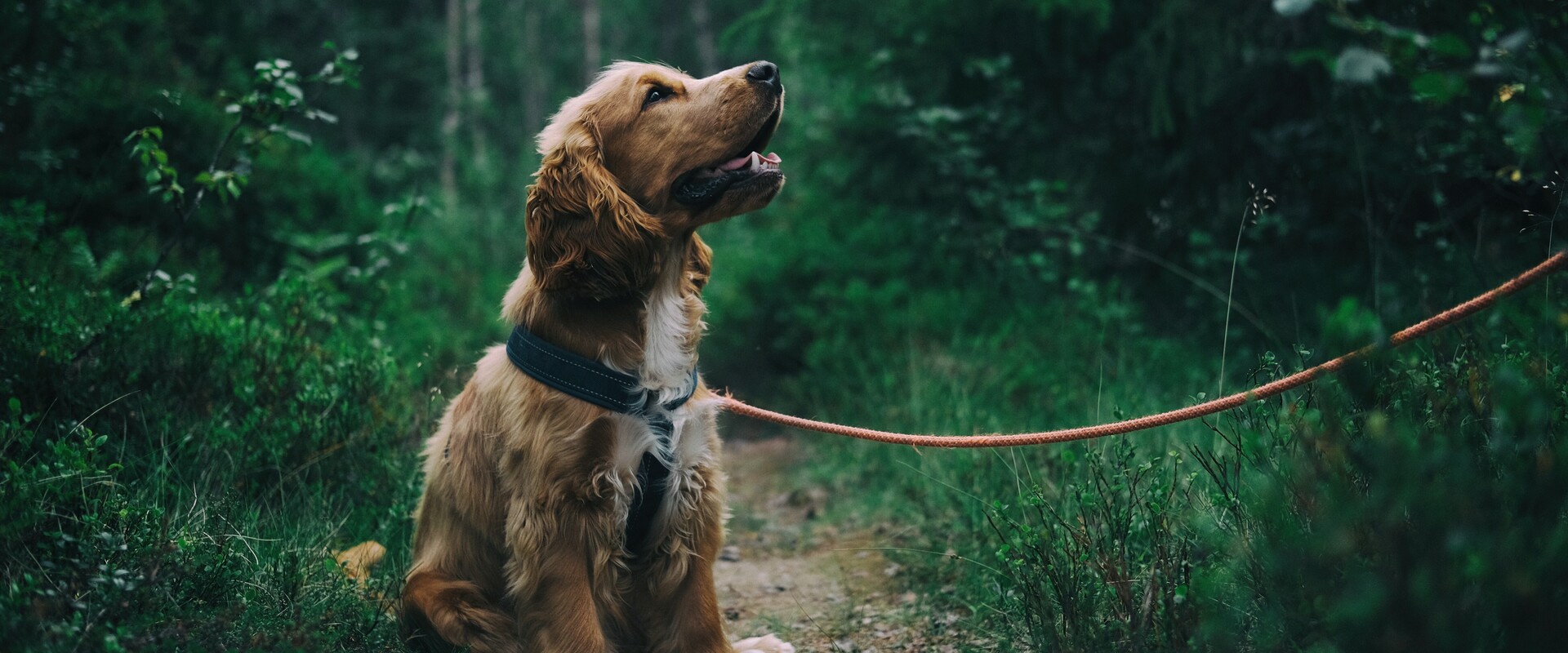 Im Urlaub mit Hund im Salzkammergut durch Wälder spazieren